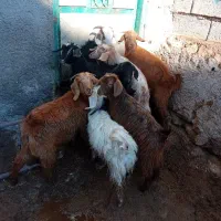 ۸چپیش نر وماده برای فروشی وزن روی هم۱۵ کیلو|حیوانات مزرعه|اردبیل, |دیوار
