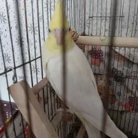 عروس هلندی