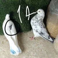 کبوتر.کفتر|پرنده|مشکین‌دشت, |دیوار