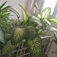 گل و گیاه دیفن باخیا فیکوس سانسوریا یوکا