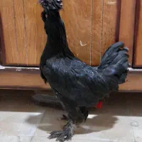مرغ سلطان|حیوانات مزرعه|مبارکه, |دیوار
