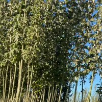 نهال با کیفیت اصلاح شده با ضمانت|خدمات باغبانی و درختکاری|اردبیل, |دیوار