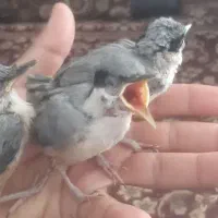 سهره قناری