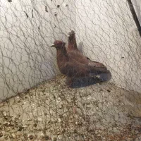 جفت سرخ کرمونی تاجی میخ