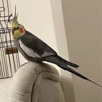 عروس هلندی گمشده