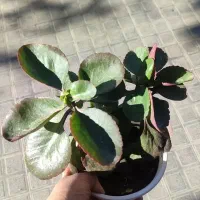 سانسوریا 75|گل و گیاه طبیعی|تربت‌حیدریه, قائم|دیوار