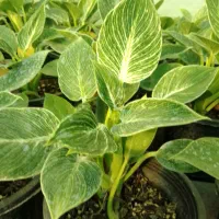 گل طبیعی برکین گلدون 14|گل و گیاه طبیعی|بابل, |دیوار