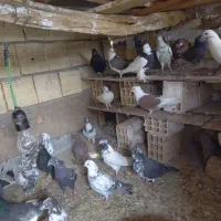 کبوتر به سورت عمده|پرنده|اردکان, |دیوار