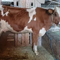 دو راس گاو ابستن جوان|حیوانات مزرعه|باوله, |دیوار