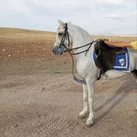 اسب نره شش ساله|اسب و تجهیزات اسب‌سواری|ورزقان, |دیوار