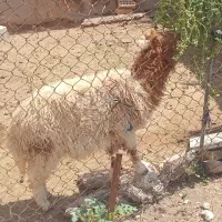 بره نر