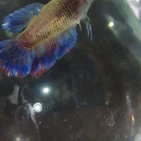 ماهی فایتر|ماهی|اردبیل, |دیوار