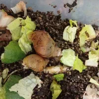 حلزون برای تراپی صورت