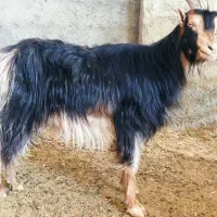 2، بز آبستن ترکی هیکلی جوان در وحدتیه|حیوانات مزرعه|وحدتیه, |دیوار