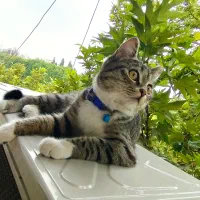 واگذاری رایگان گربه