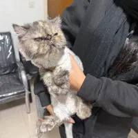 واگذاری رایگان گربه پرشین|گربه|قزوین, |دیوار