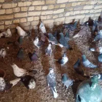 کبوتر اصیل و یک سو پرشی