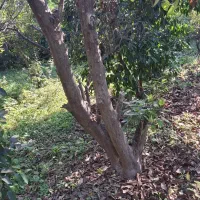 اصلاح درخت و قطع  کردن درخت خشک