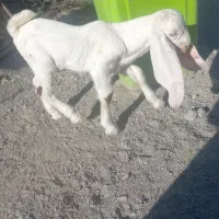 بزپاکستانی کهره نرگلابی فروشی|حیوانات مزرعه|جیرفت, |دیوار