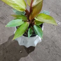 گل طبیعی پاندانوس|گل و گیاه طبیعی|شاهین دژ, |دیوار