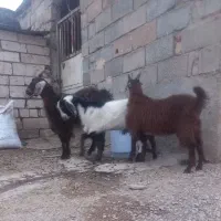 ماده و نره بزغاله