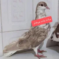 ساده ماده