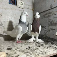 طوقی|پرنده|کارون, |دیوار