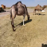 شتر