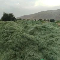 فروش یونجه کاهکوب درجه یک به قیمت عمده
