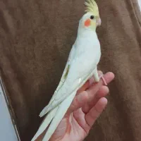 عسلی  عروس هلندی نر