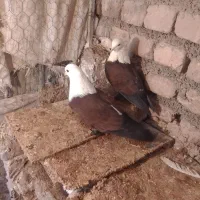 کبوتر|پرنده|نیشابور, مازول|دیوار