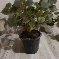 گل حسن یوسف|گل و گیاه طبیعی|اهواز, منبع اب|دیوار