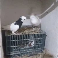 کفتر طوقی خوشکل و زرنگ