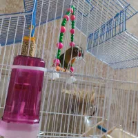 طوطی برزیلی