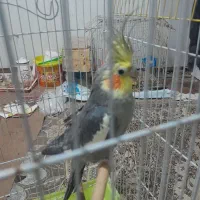 بوشهر چغادک|پرنده|چغادک, |دیوار