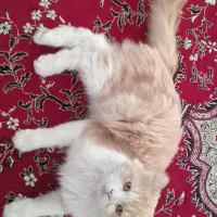 گربه پرشین|گربه|کاشان, خرمدشت|دیوار