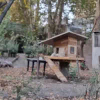 نژاد پامر جیبی و پامر معمولی|سگ|کرج, اسلامآباد|دیوار