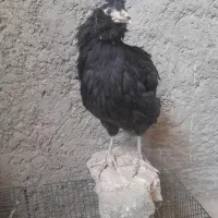 مرغ وخروس گلین فول|حیوانات مزرعه|تهران, جیحون|دیوار