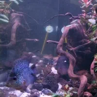 ماهی فلاور|ماهی|تهران, یاخجی آباد|دیوار