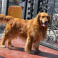 نر گلدن وارداتی آماده جفتگیری با ماده‌های شما