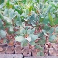 فروش نهال پسته|خدمات باغبانی و درختکاری|سبزوار, جهاد کشاورزی|دیوار