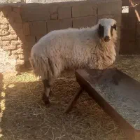 بره نر