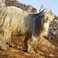 بز تیشتر پازن