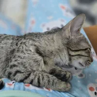 گربه ماده ۲ ماهه