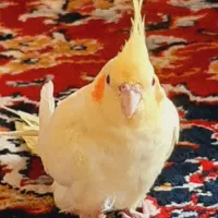 عروس هلندی گم شده