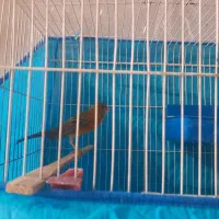 قناری ماده اماده