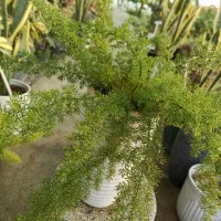 گیاه دم روباهی با گلدان|گل و گیاه طبیعی|خرم‌آباد, |دیوار