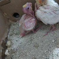 عروس سرلاکی لوتینو