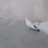 ۲جفت کبوترنروماده سرکلنگکاری