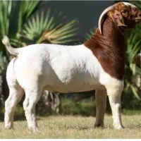 جذب سرمایه گذار